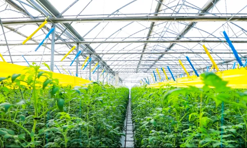 【新疆自貿試驗區一周年】高新區（新市區）轄區企業高新植物工廠今冬頭茬普羅旺斯雪山果新鮮上市